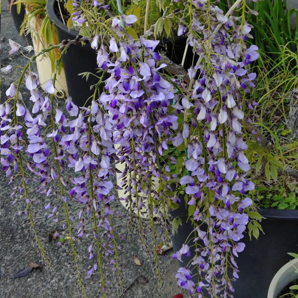 猫怖大夫牧野さん tweet media