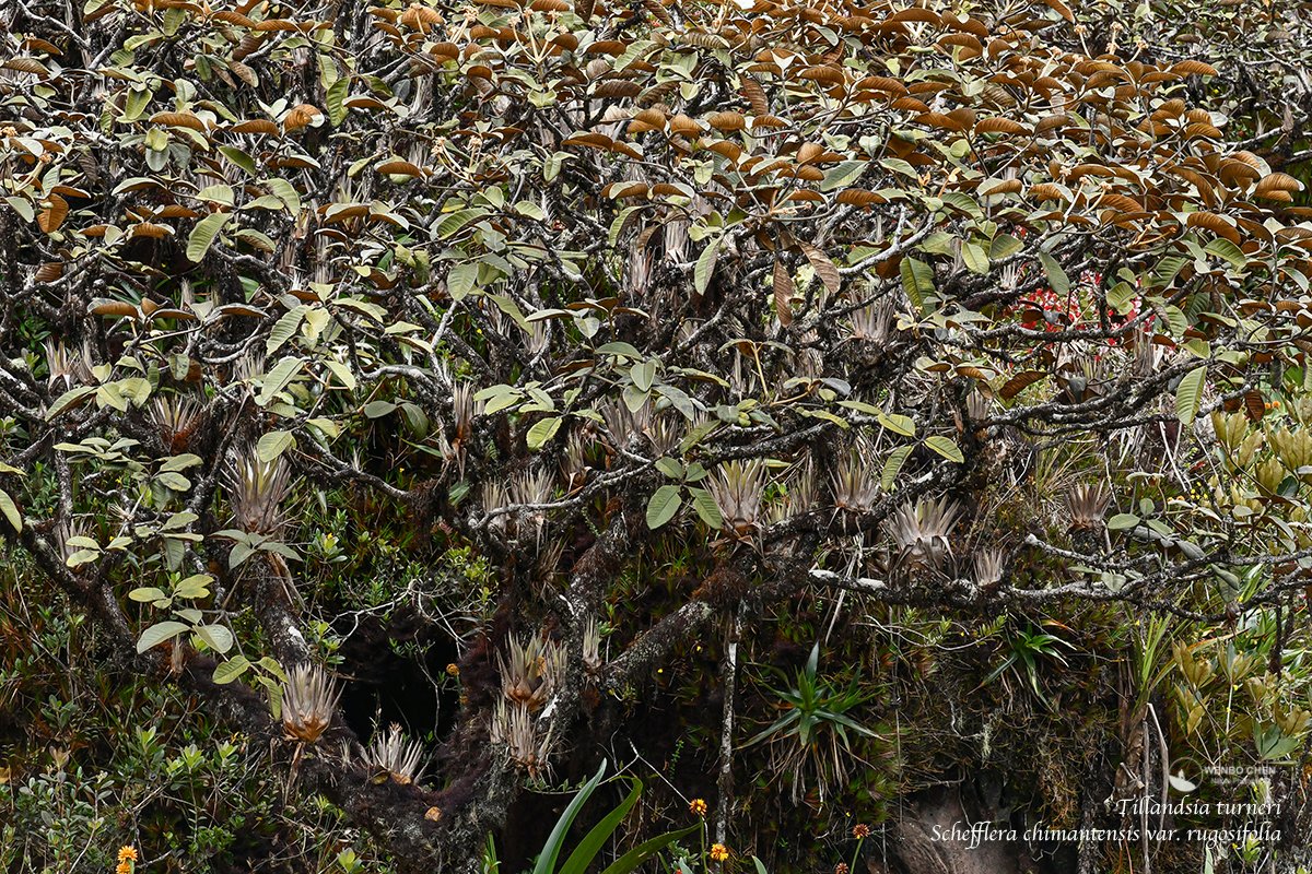 Wenbo Chen tweet media