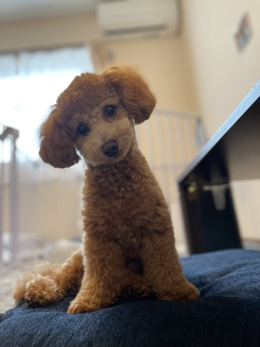 愛犬との暮らし方教室uta.lifeウタライフ tweet media