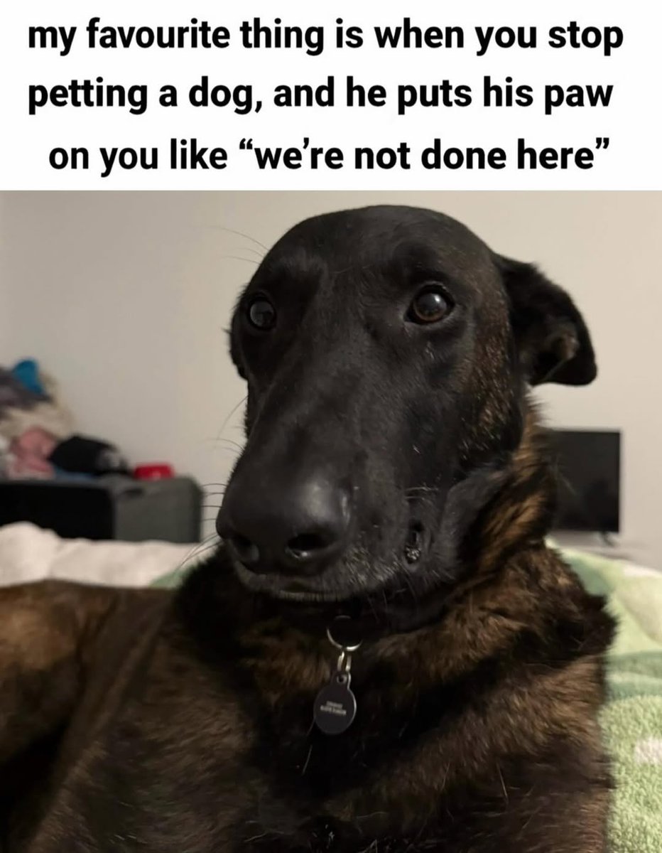 LAnDo NIFFIRG™️🇨🇦 tweet media