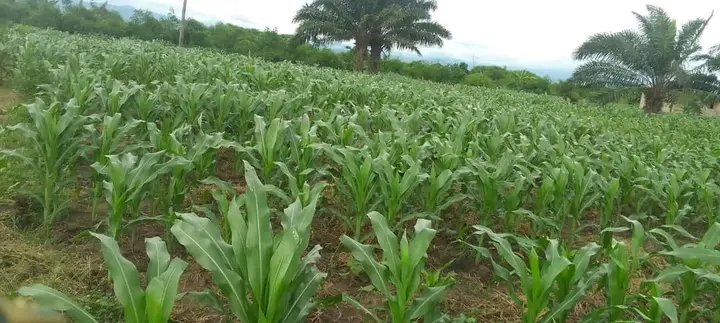 BurundiSetraco's tweet photo. 🌽 Champs de production de semences de maïs hybride – Saison B à #Gihanga (#Bubanza) 🇧🇮
Chez Setraco, nous cultivons la qualité pour garantir des récoltes performantes et durables 🌾
#Setraco #MaïsHybride #SaisonB #Agriculture #Burundi #Semences https://t.co/qC70mFlJVn