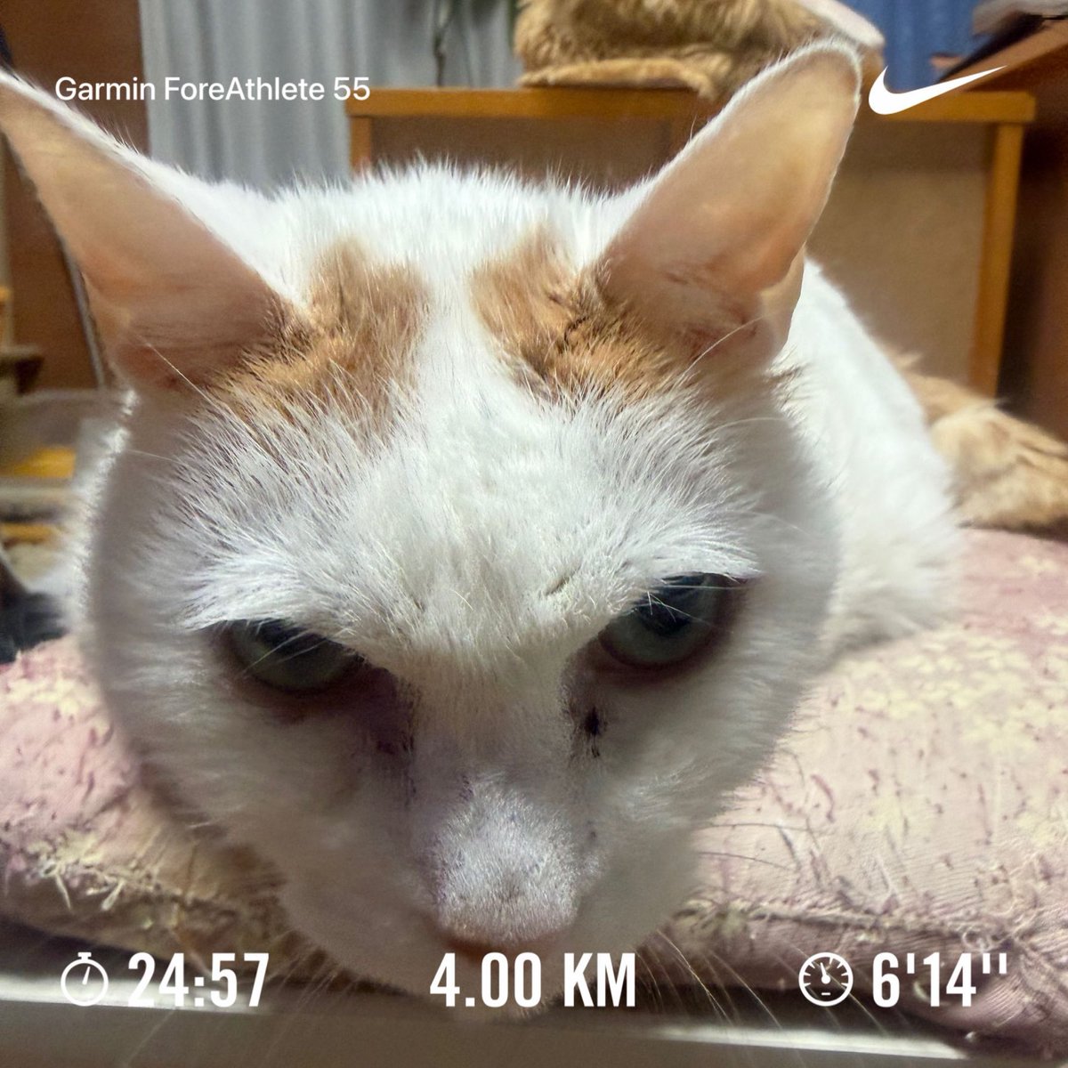 cronoszx12r's tweet image. 今日は4km
無理なく少しずつ積み上げていくしかないですね。

#NRC #nikeplus #justdoit
#レンくん #猫 #cat
#ランキング #running