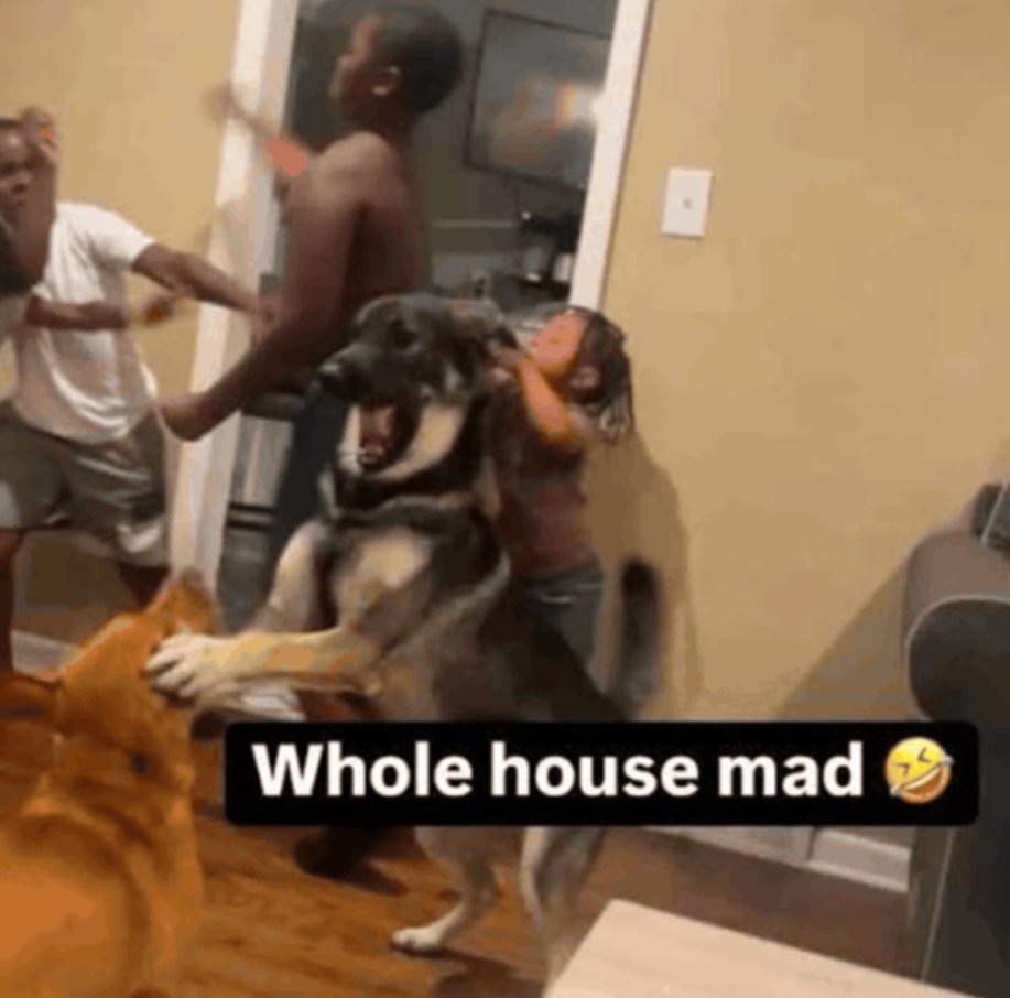 Jackal Madarame Ass tweet media