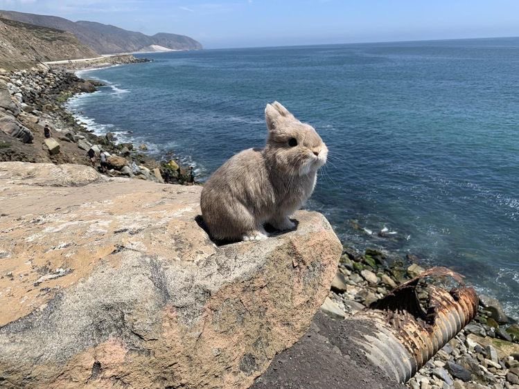 ･ ༝ ･ tweet media