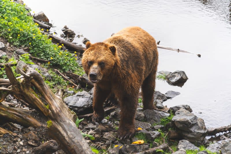 Here’s a glimpse of what awaits you on your next Alaska adventure! 🛳️✨
Ready to book your journey? Let’s make it happen!
 #alaska #bookcelebritycruises #celebritycruises
