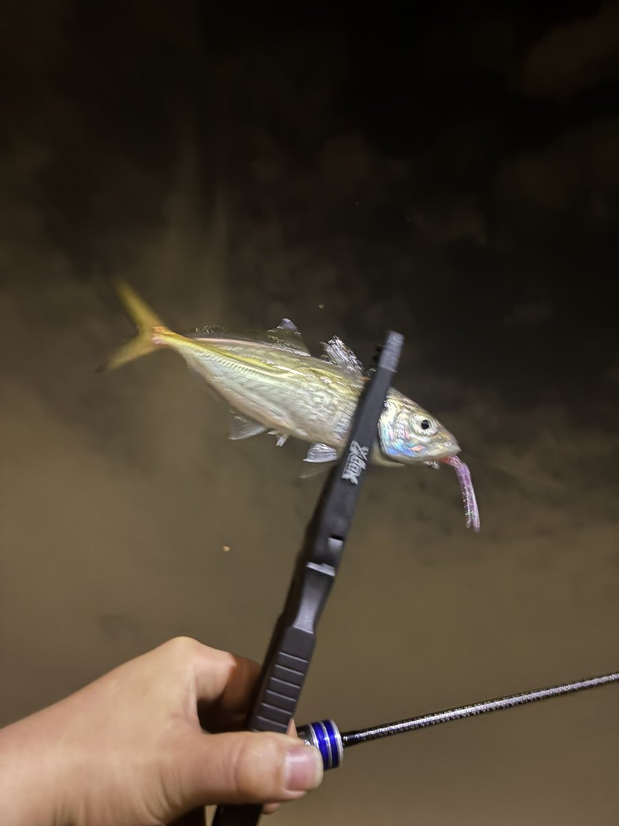 カモっちゃ(´ω`*) tweet media