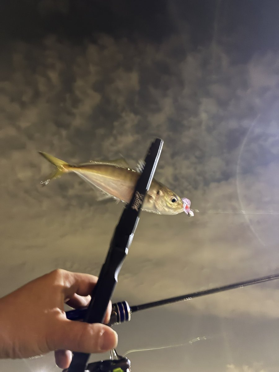 カモっちゃ(´ω`*) tweet media