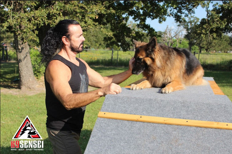K9_Sensei's tweet image. 🧠 By engaging a dog’s intellect, K9 Sensei positively reinforces good actions while setting behavioral boundaries. This discipline builds an unbreakable bond between you and your dog. Call us now! #SmartTraining #StrongBonds #K9Sensei  k9sensei.com/boarding
