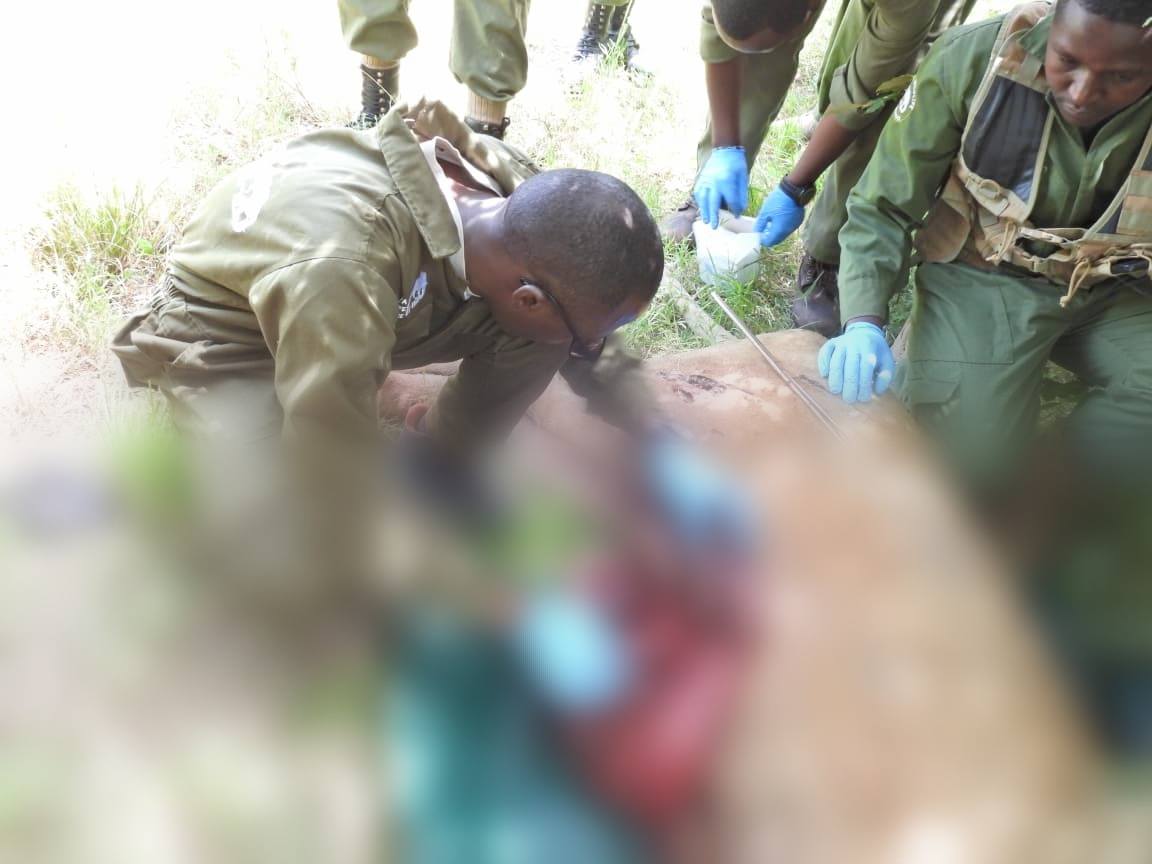 KWSKenya's tweet image. 𝐀 𝐬𝐨𝐦𝐛𝐞𝐫 𝐦𝐨𝐦𝐞𝐧𝐭 𝐢𝐧 𝐭𝐡𝐞 𝐰𝐢𝐥𝐝.
The Kenya Wildlife Service confirms the death of an 11 year old male lion, Kiminati, from the Masai Mara ecosystem. The lion is believed to have preyed on a baby hippo, triggering a fierce retaliatory attack from the mother.