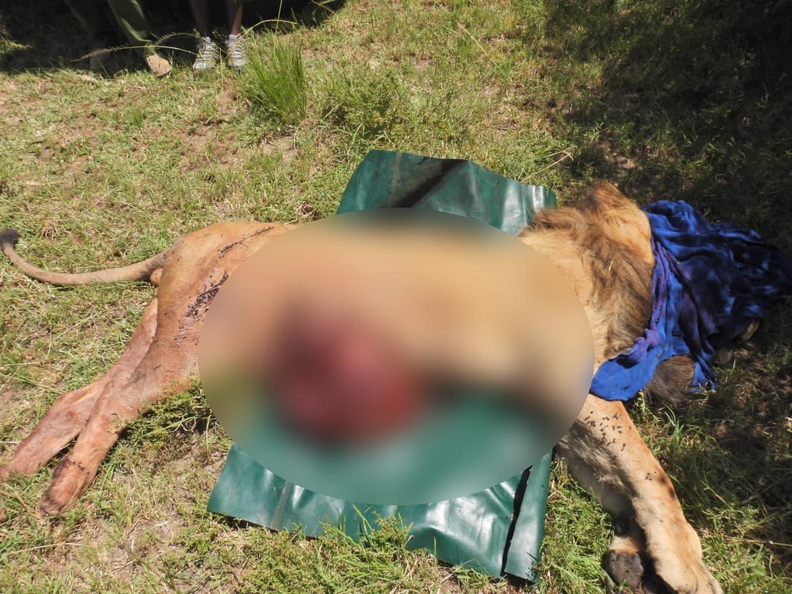 KWSKenya's tweet image. 𝐀 𝐬𝐨𝐦𝐛𝐞𝐫 𝐦𝐨𝐦𝐞𝐧𝐭 𝐢𝐧 𝐭𝐡𝐞 𝐰𝐢𝐥𝐝.
The Kenya Wildlife Service confirms the death of an 11 year old male lion, Kiminati, from the Masai Mara ecosystem. The lion is believed to have preyed on a baby hippo, triggering a fierce retaliatory attack from the mother.