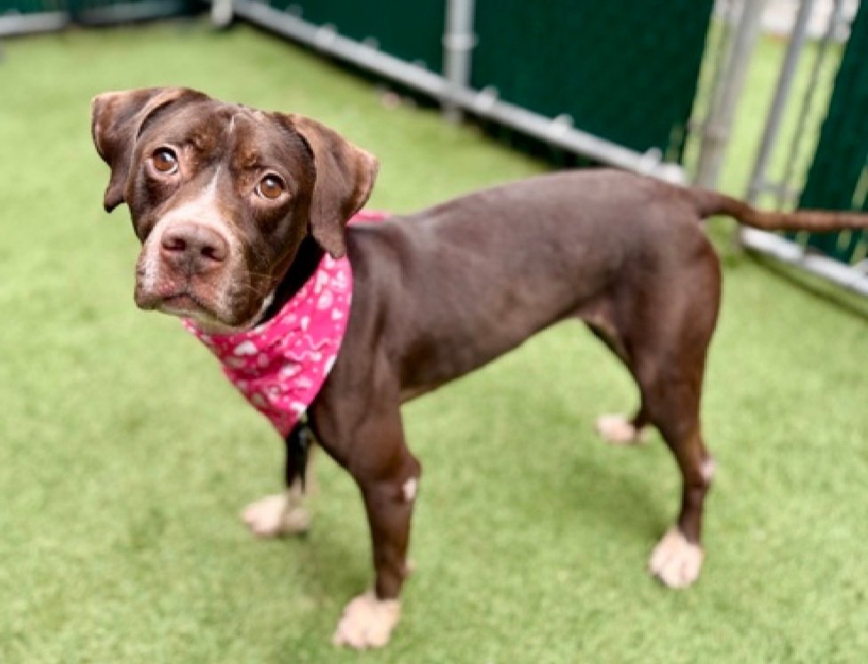 MorgFairsdogs's tweet image. Storm 213396
Relisted TBK 4/14
#NYCACC #RescueOnly 
Beautiful 2 yr old girl, I love her 💜
Great with dogs in playgroup 
Saved owner from resident dog bite, thanked by being dumped again, reclaimed 2024 
Please give Storm the chance she deserves!
nycacc.app/browse/213396