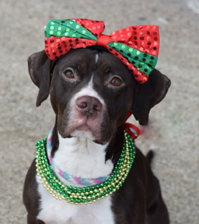 MorgFairsdogs's tweet image. Storm 213396
Relisted TBK 4/14
#NYCACC #RescueOnly 
Beautiful 2 yr old girl, I love her 💜
Great with dogs in playgroup 
Saved owner from resident dog bite, thanked by being dumped again, reclaimed 2024 
Please give Storm the chance she deserves!
nycacc.app/browse/213396