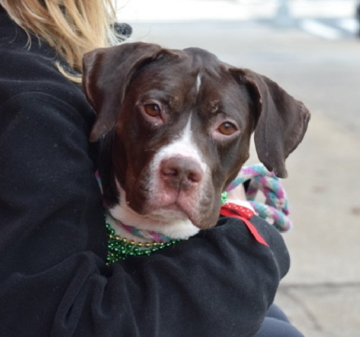 MorgFairsdogs's tweet image. Storm 213396
Relisted TBK 4/14
#NYCACC #RescueOnly 
Beautiful 2 yr old girl, I love her 💜
Great with dogs in playgroup 
Saved owner from resident dog bite, thanked by being dumped again, reclaimed 2024 
Please give Storm the chance she deserves!
nycacc.app/browse/213396