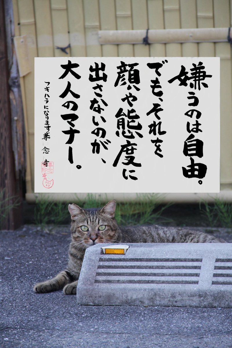 専念寺/ネコ坊主 tweet media