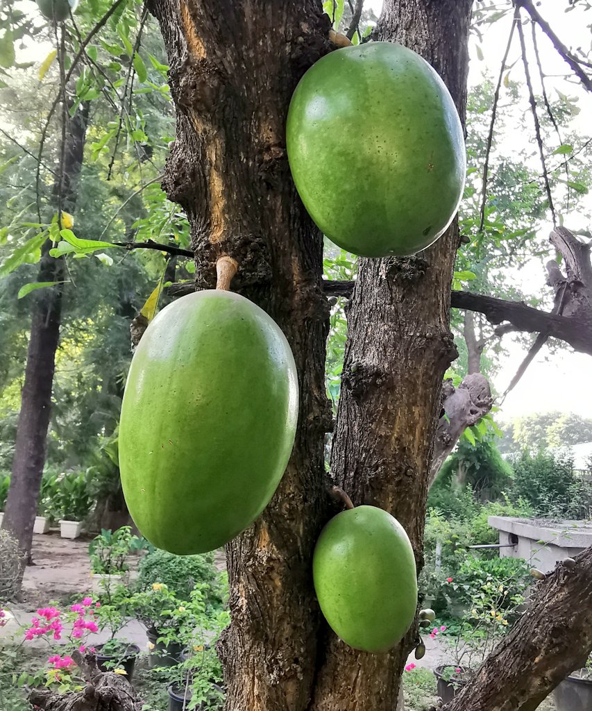 DelhiTrees tweet media