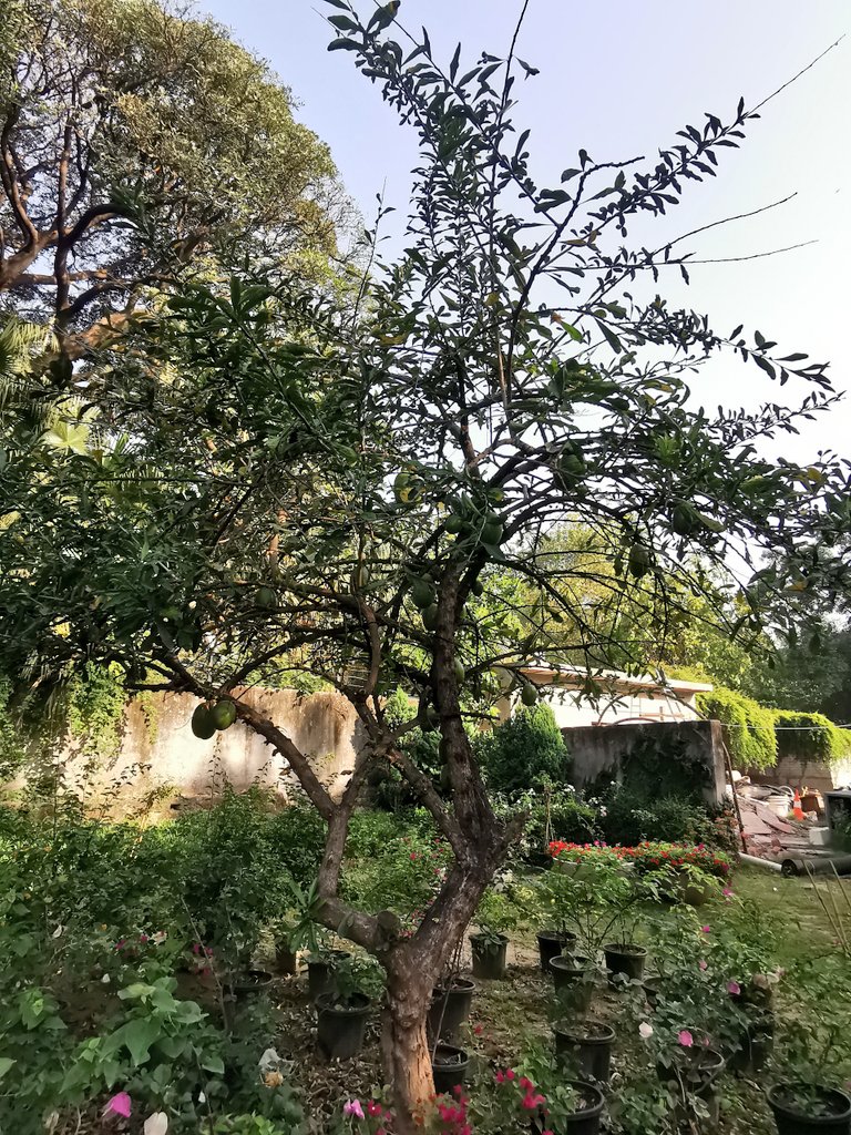 DelhiTrees tweet media