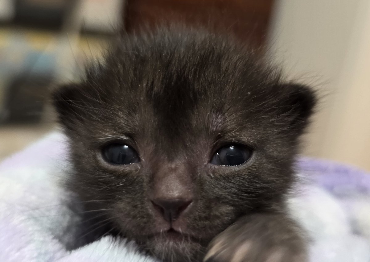 なつうり tweet media