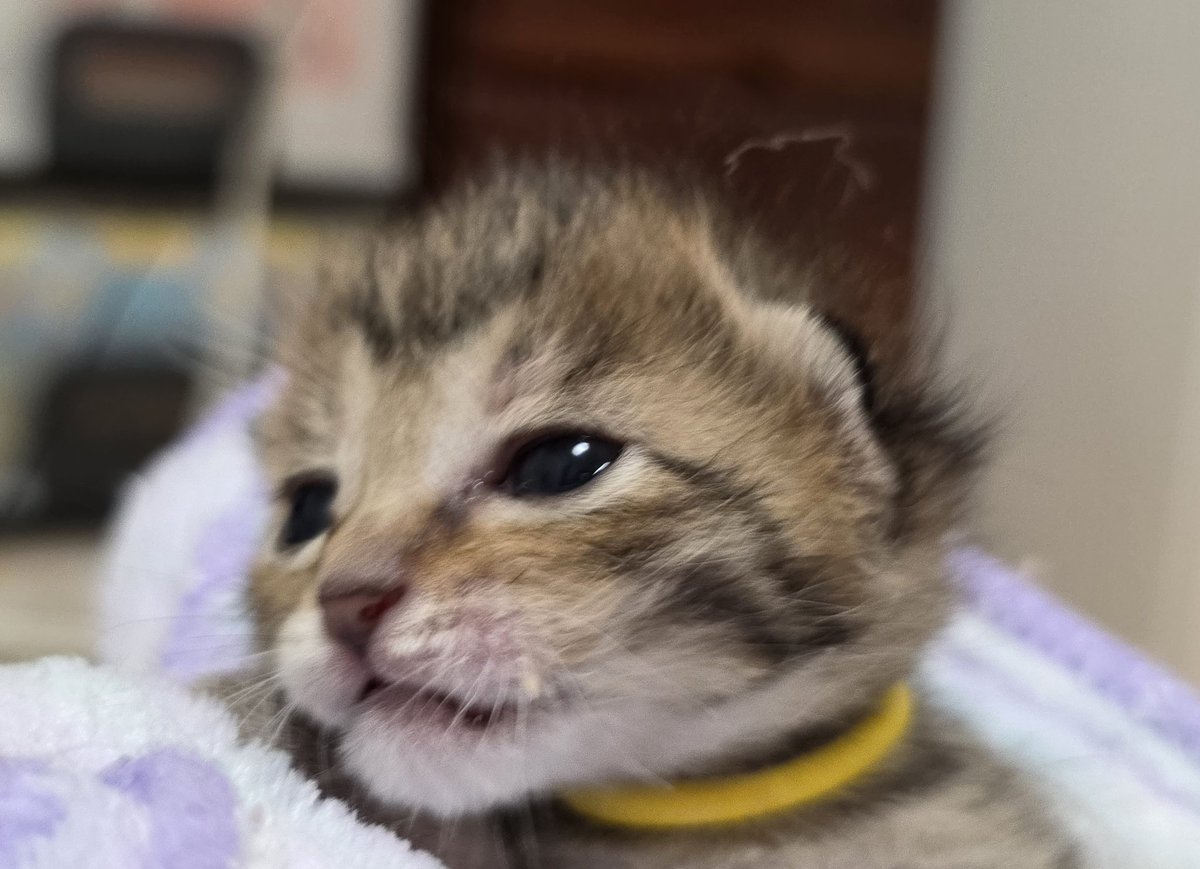 なつうり tweet media