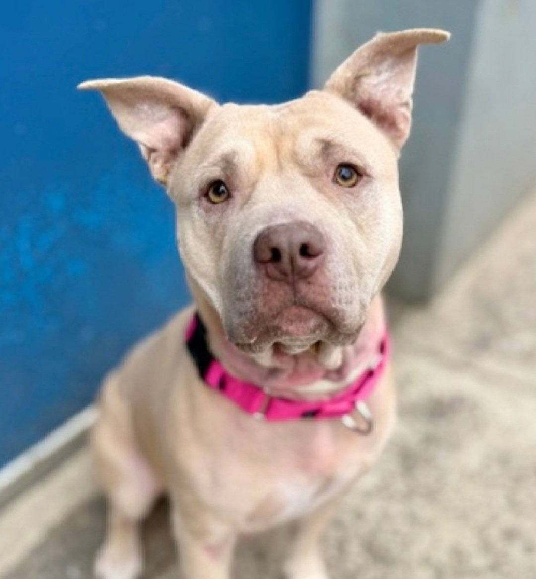 MorgFairsdogs's tweet image. Hazel 248559
Relisted TBK 4/14
#NYCACC #RescueOnly 
She is a pretty 3 yr old
Friendly &amp;amp; outgoing in prev home 
Social with staff
Knows basic commands
Has allergies, pyoderma, alopecia &amp;amp; otitis chronic 🚑
Help save Hazel!
nycacc.app/browse/248559
#Pledge4Rescue #foster #adopt