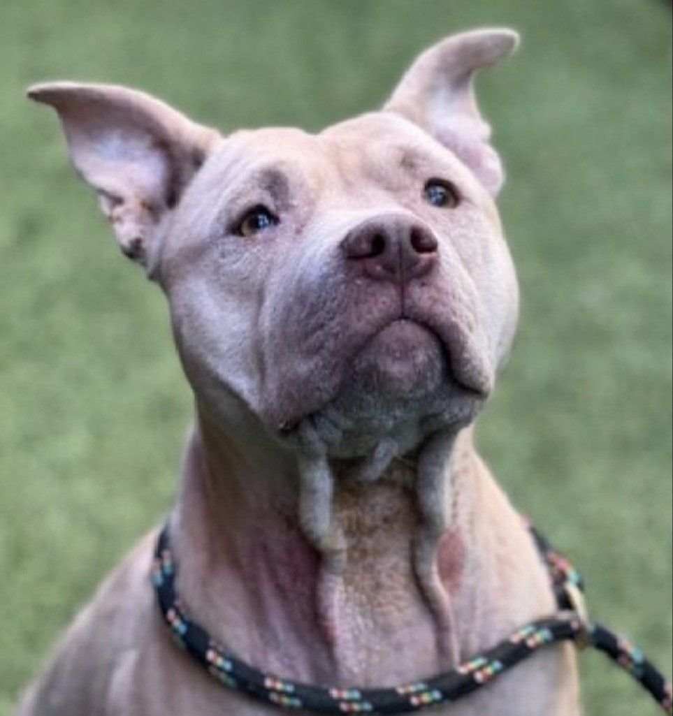 MorgFairsdogs's tweet image. Hazel 248559
Relisted TBK 4/14
#NYCACC #RescueOnly 
She is a pretty 3 yr old
Friendly &amp;amp; outgoing in prev home 
Social with staff
Knows basic commands
Has allergies, pyoderma, alopecia &amp;amp; otitis chronic 🚑
Help save Hazel!
nycacc.app/browse/248559
#Pledge4Rescue #foster #adopt