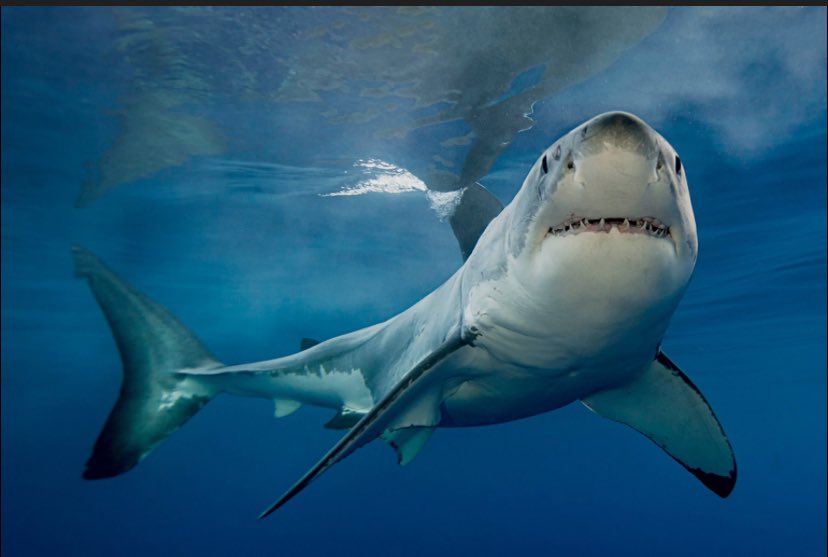 Pathfinder tweet media