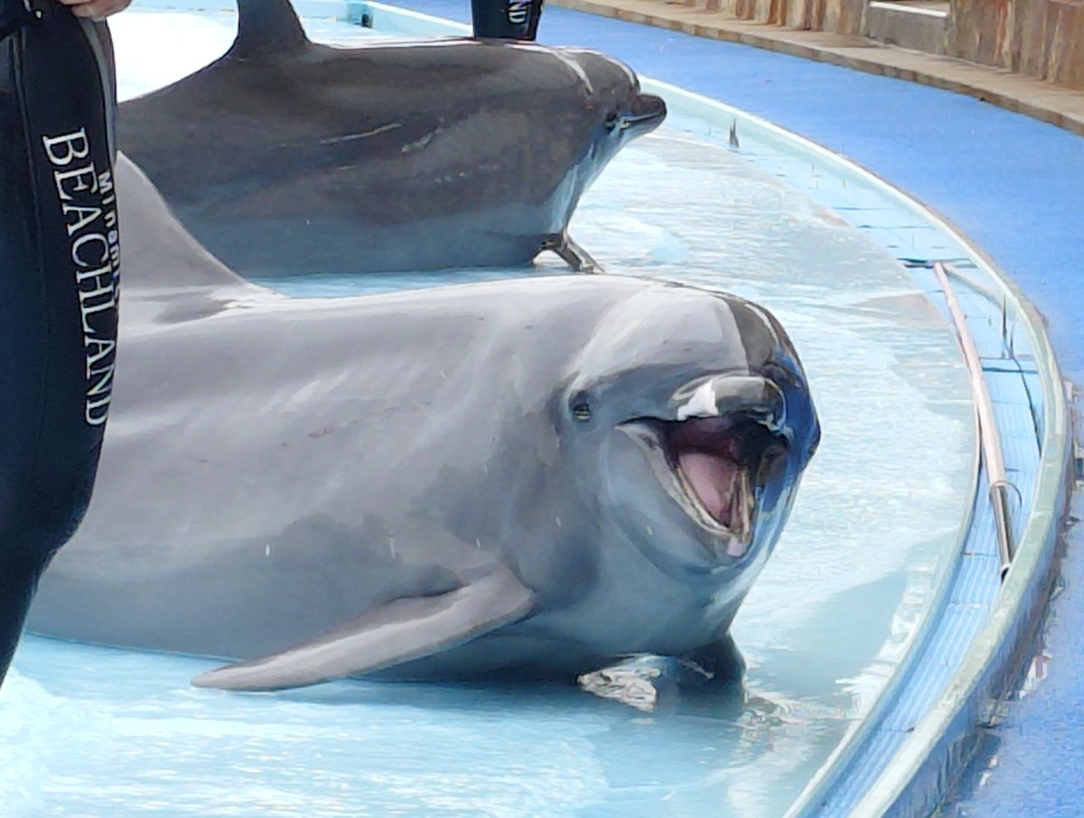 sae＠水族館垢🐬 tweet media