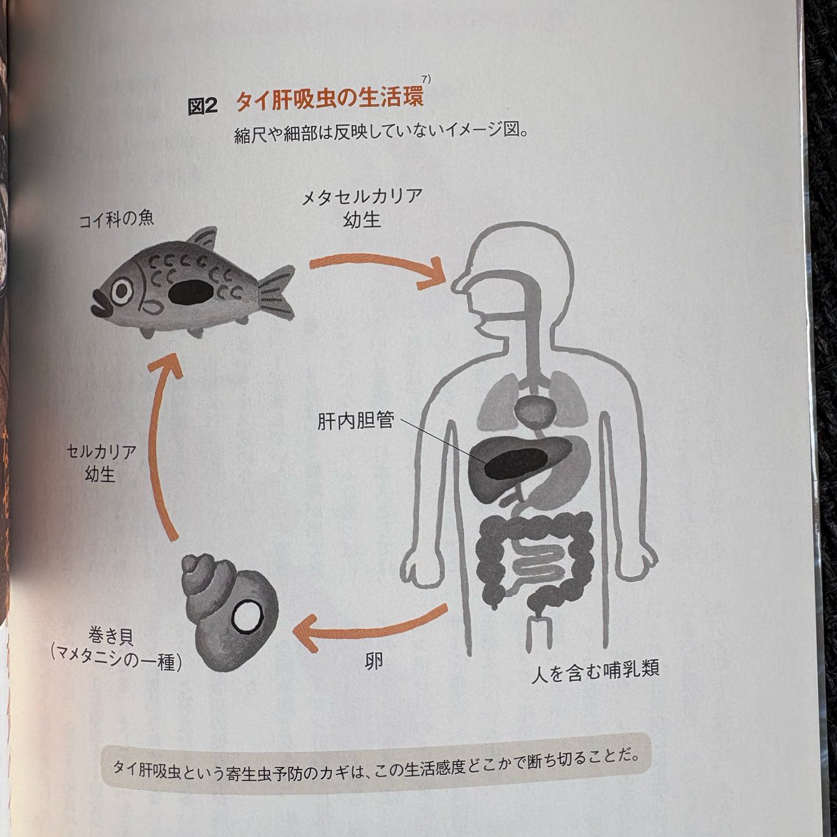 May_Roma めいろま　谷本真由美 tweet media