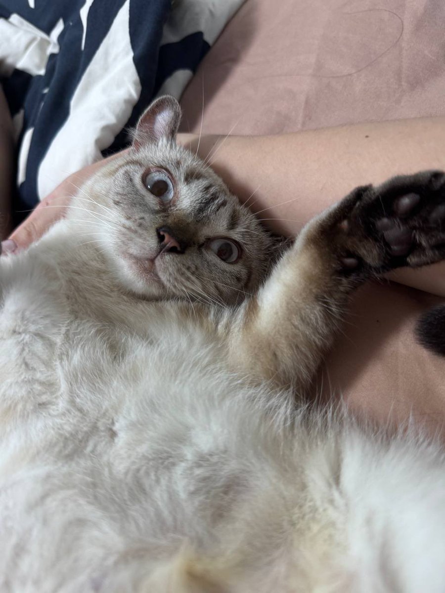 kat(๑˃̵ᴗ˂̵) tweet media