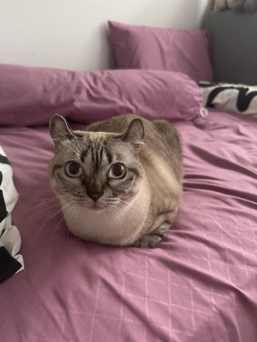 kat(๑˃̵ᴗ˂̵) tweet media