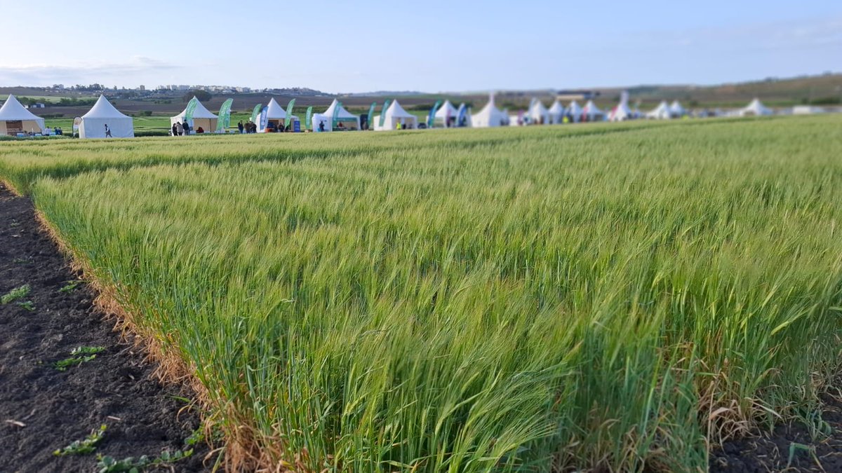 Cooperativas Agro-alimentarias de Sevilla tweet media