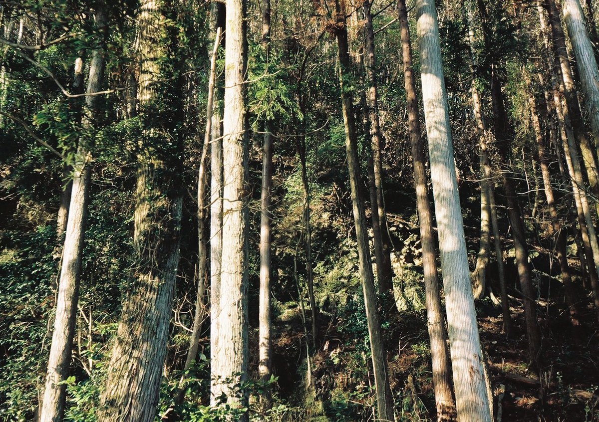 小井里 ゆか tweet media