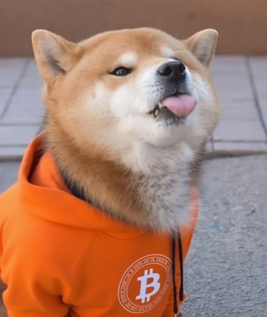 Zlatan 🧡 $DOG tweet media