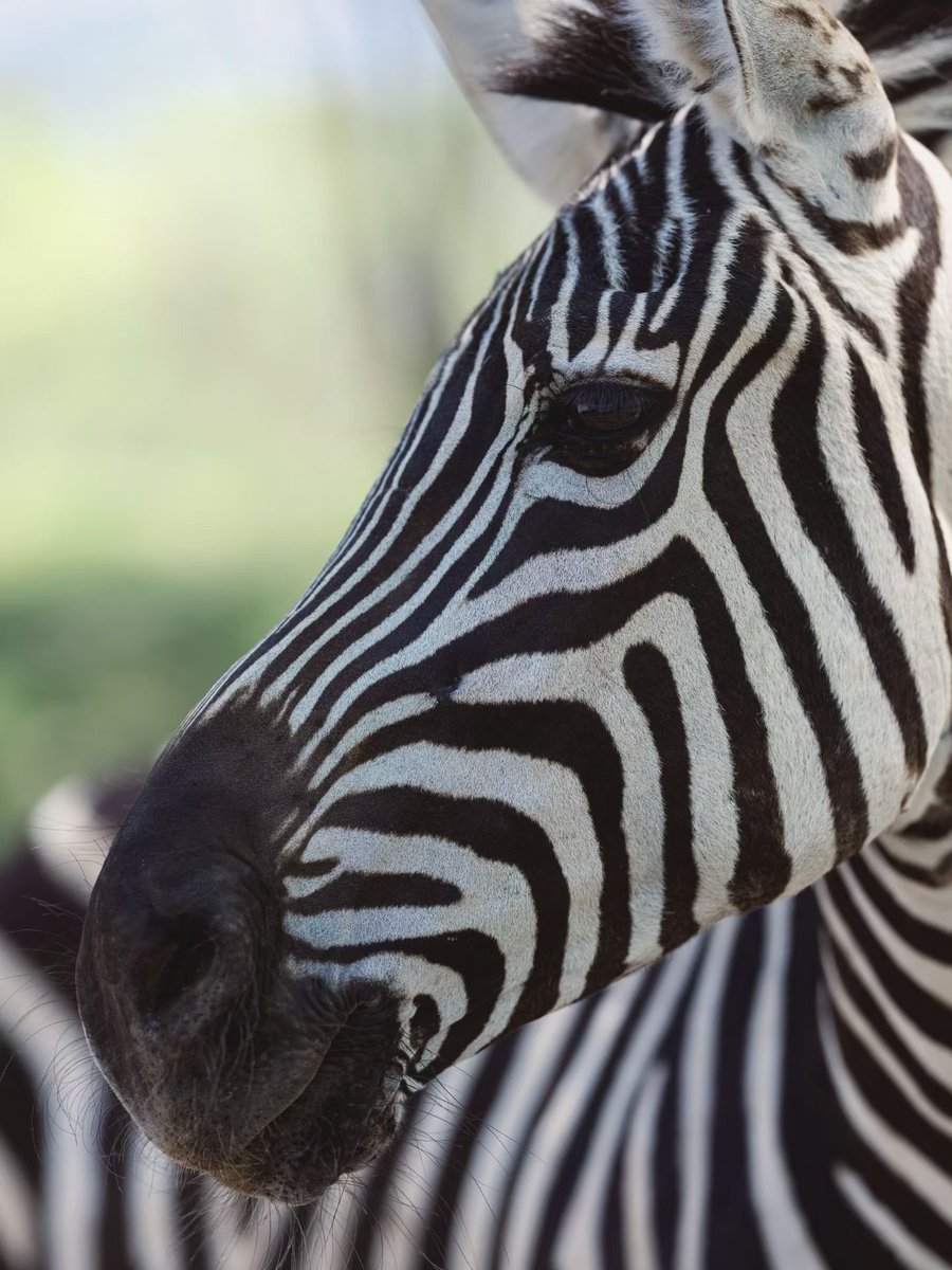 Jocaccia tweet media