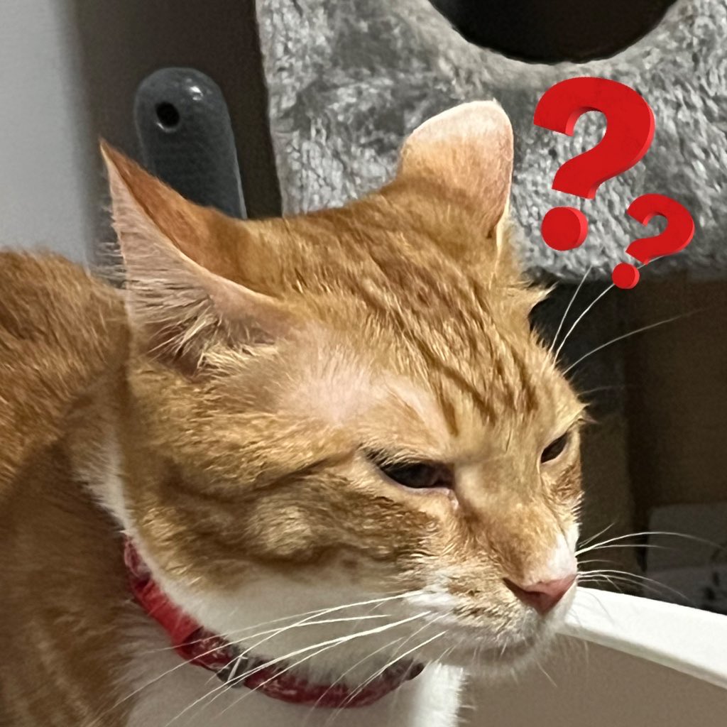 白ポメになりたい tweet media