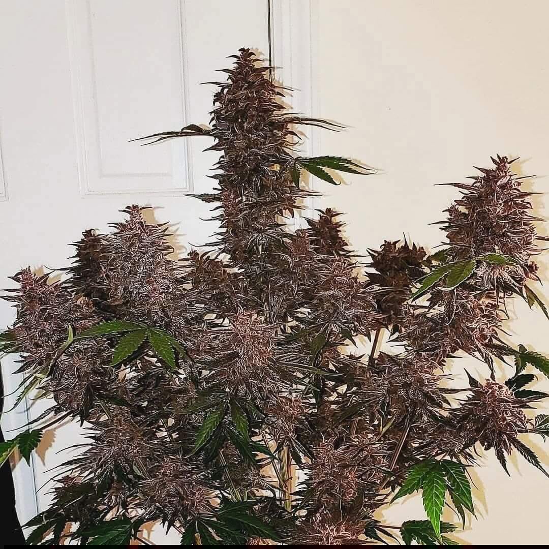 Lord_420_'s tweet image. Blackberry Auto 🖤