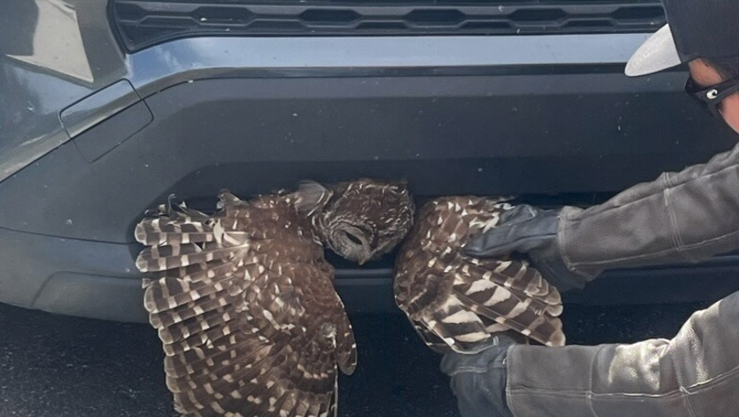 El Becario tweet media