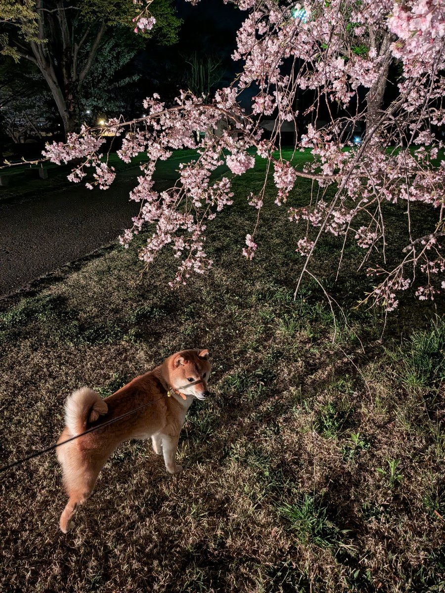 SleepingVer01's tweet photo. #桜　#柴犬
今日は我が家の愛犬と散歩がてら夜桜を見に。毎年来てるけど、今年は暖かくて良かったです。 https://t.co/O6QvqqOzDO