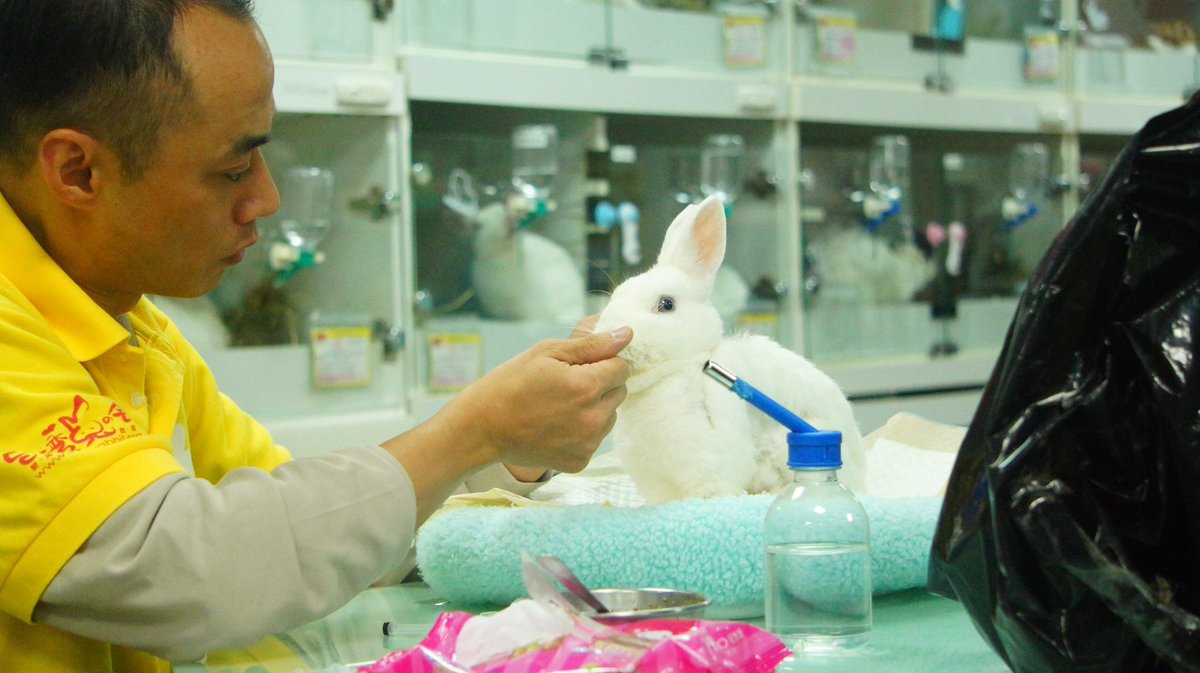 台灣愛兔協會 tweet media