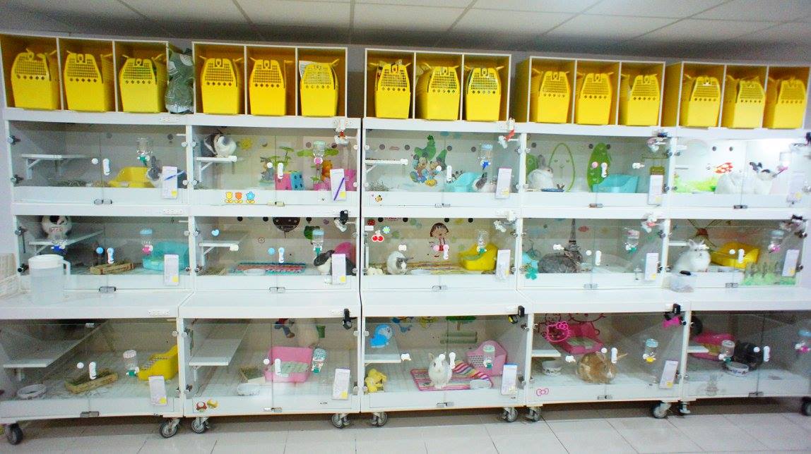 台灣愛兔協會 tweet media