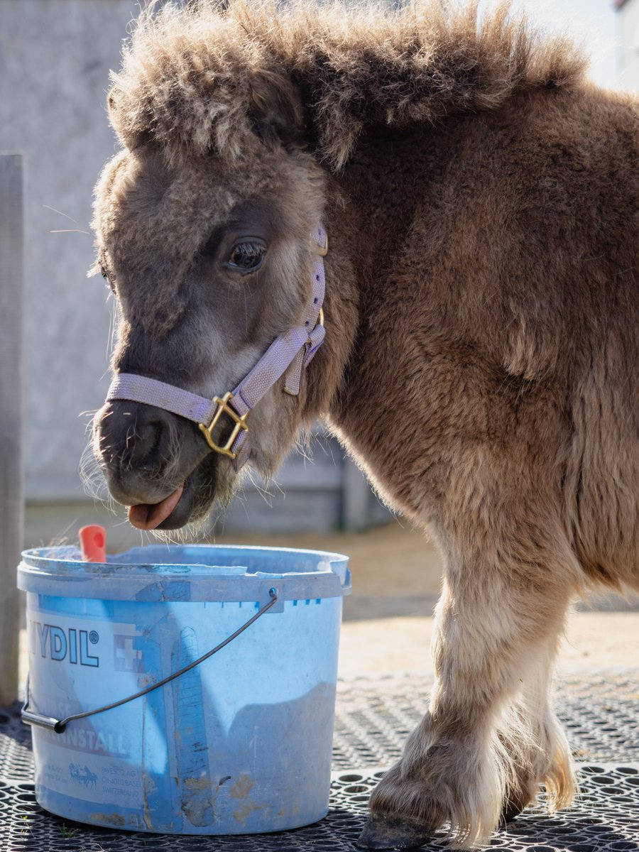 トロすけ＠ミニチュアホースの日常を撮る人 tweet media
