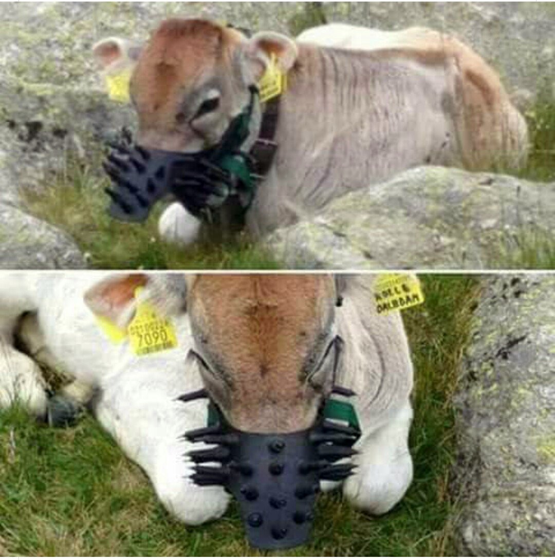 𝐏𝐚ú𝐥 el Vegano tweet media