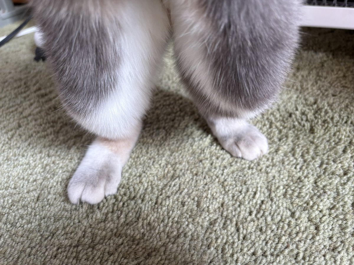 nyauchacha's tweet image. 足が汚すぎて逮捕されました。

#風呂に入れ風呂に　#推し猫グランプリ