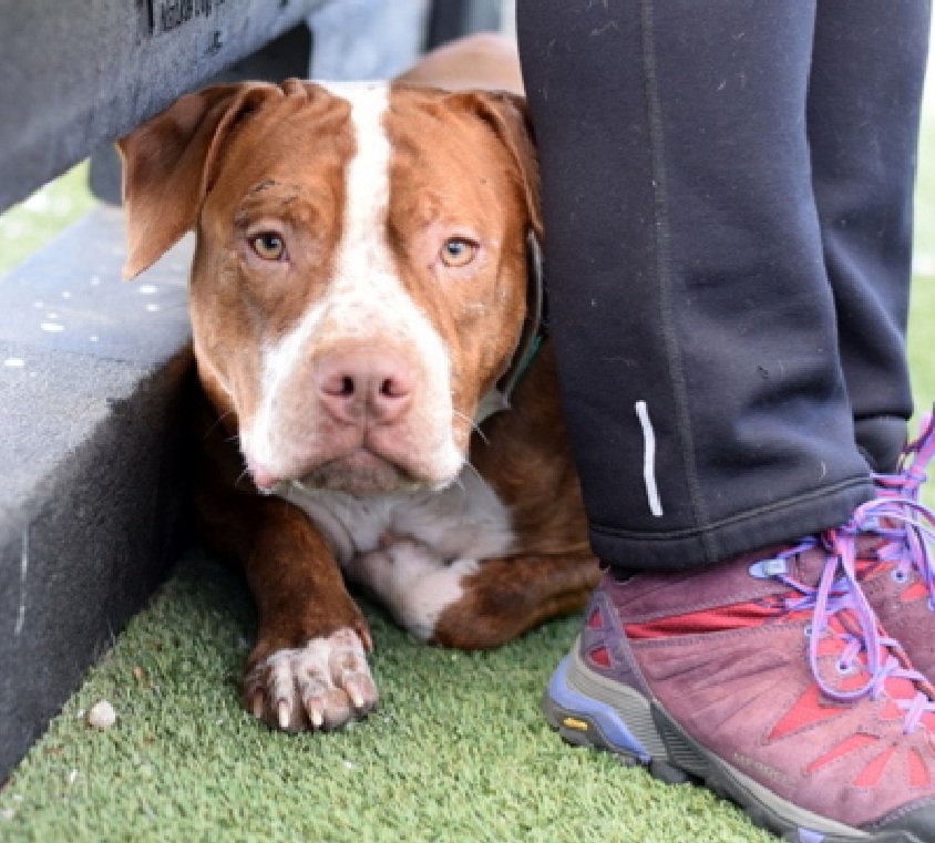 MorgFairsdogs's tweet image. March 250488
Relisted TBK 4/14
#NYCACC #RescueOnly 
He is a terribly shy 4 yr old
Came in with April 250487 (also on kill list)
Has otitis externa in left ear 🚑
Highly fearful, hides behind handlers 
Help save March!
nycacc.app/browse/250488
#Pledge4Rescue #foster #adopt