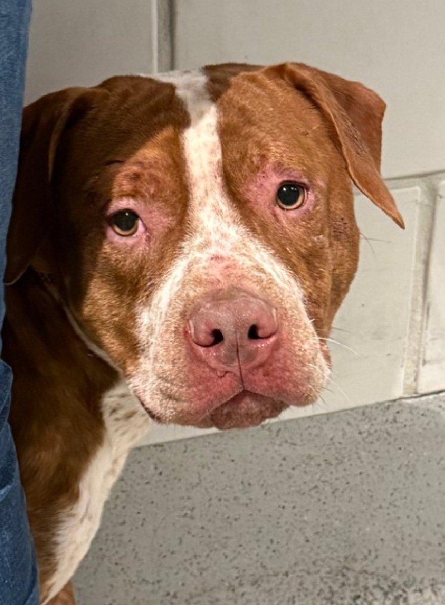 MorgFairsdogs's tweet image. March 250488
Relisted TBK 4/14
#NYCACC #RescueOnly 
He is a terribly shy 4 yr old
Came in with April 250487 (also on kill list)
Has otitis externa in left ear 🚑
Highly fearful, hides behind handlers 
Help save March!
nycacc.app/browse/250488
#Pledge4Rescue #foster #adopt