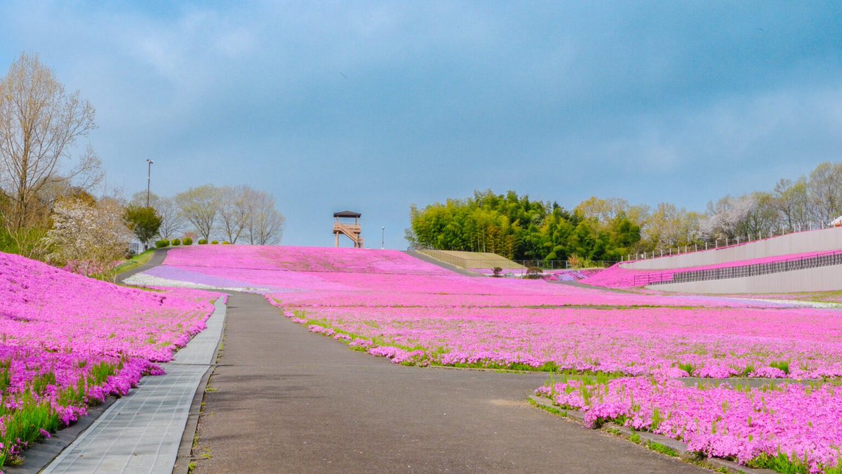 47base_jp's tweet photo. 市貝町芝ざくら公園の芝桜が見頃！
まるでピンクの絨毯🌸
20万株もの芝ざくらが咲き誇る光景はまさに圧巻👀国内最大級のスケール！
小貝川の流れをイメージしたというパッチワークのような模様は、展望台から見下ろすとその全貌がくっきり！
地上で近くから見るのとはまた違った感動がありました🫶 https://t.co/N2MnGlZHXS