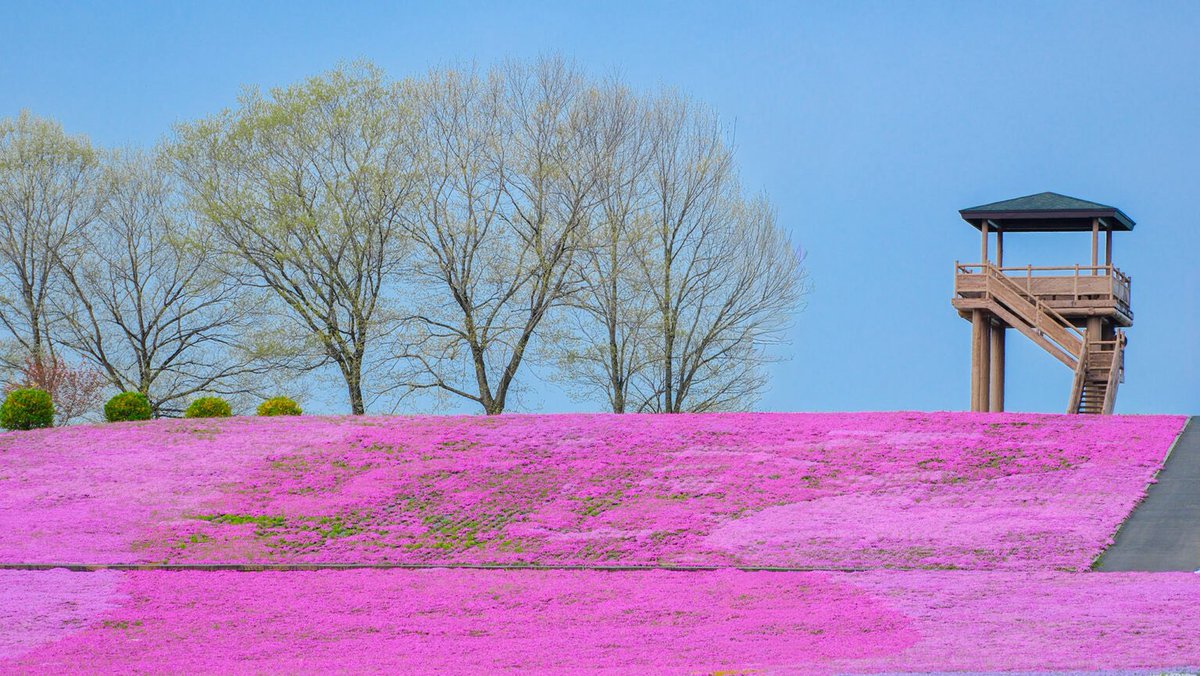 市貝町芝ざくら公園の芝桜が見頃！ まるでピンクの絨毯🌸 20万株もの芝