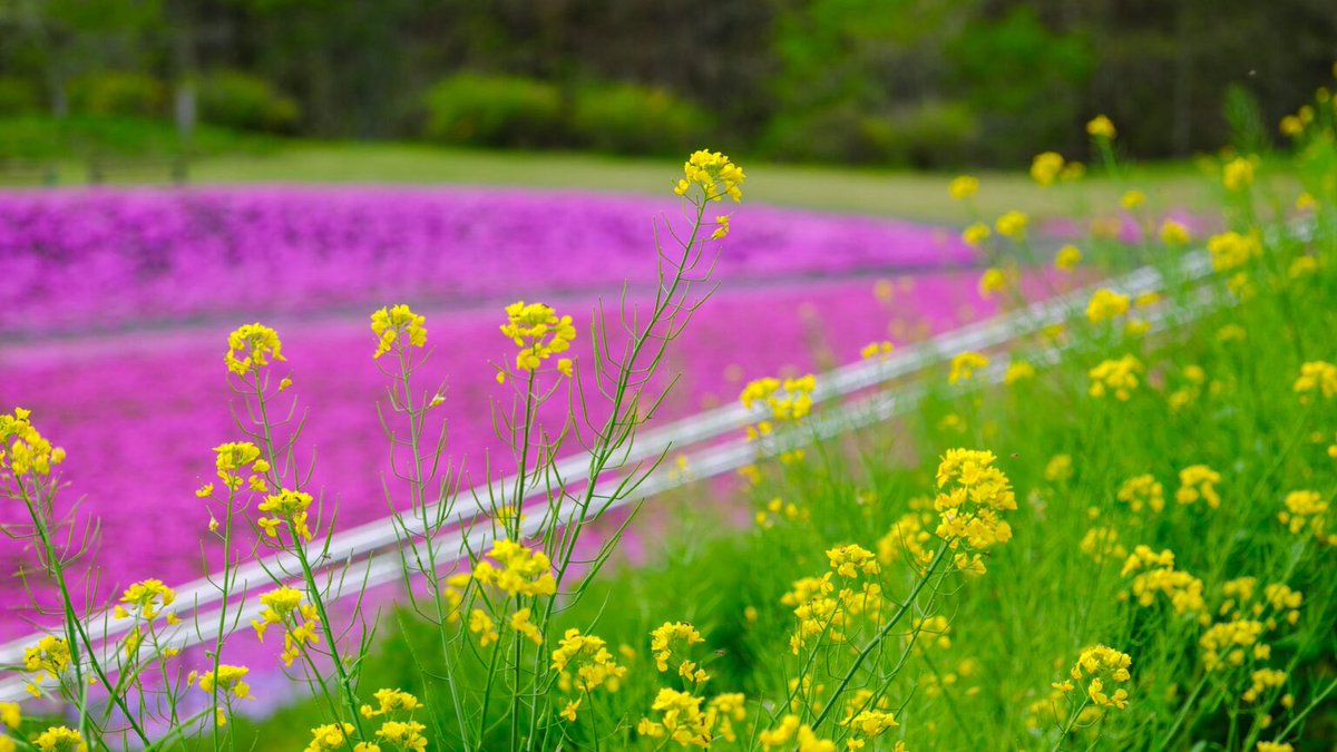 47base_jp's tweet photo. 市貝町芝ざくら公園の芝桜が見頃！
まるでピンクの絨毯🌸
20万株もの芝ざくらが咲き誇る光景はまさに圧巻👀国内最大級のスケール！
小貝川の流れをイメージしたというパッチワークのような模様は、展望台から見下ろすとその全貌がくっきり！
地上で近くから見るのとはまた違った感動がありました🫶 https://t.co/N2MnGlZHXS