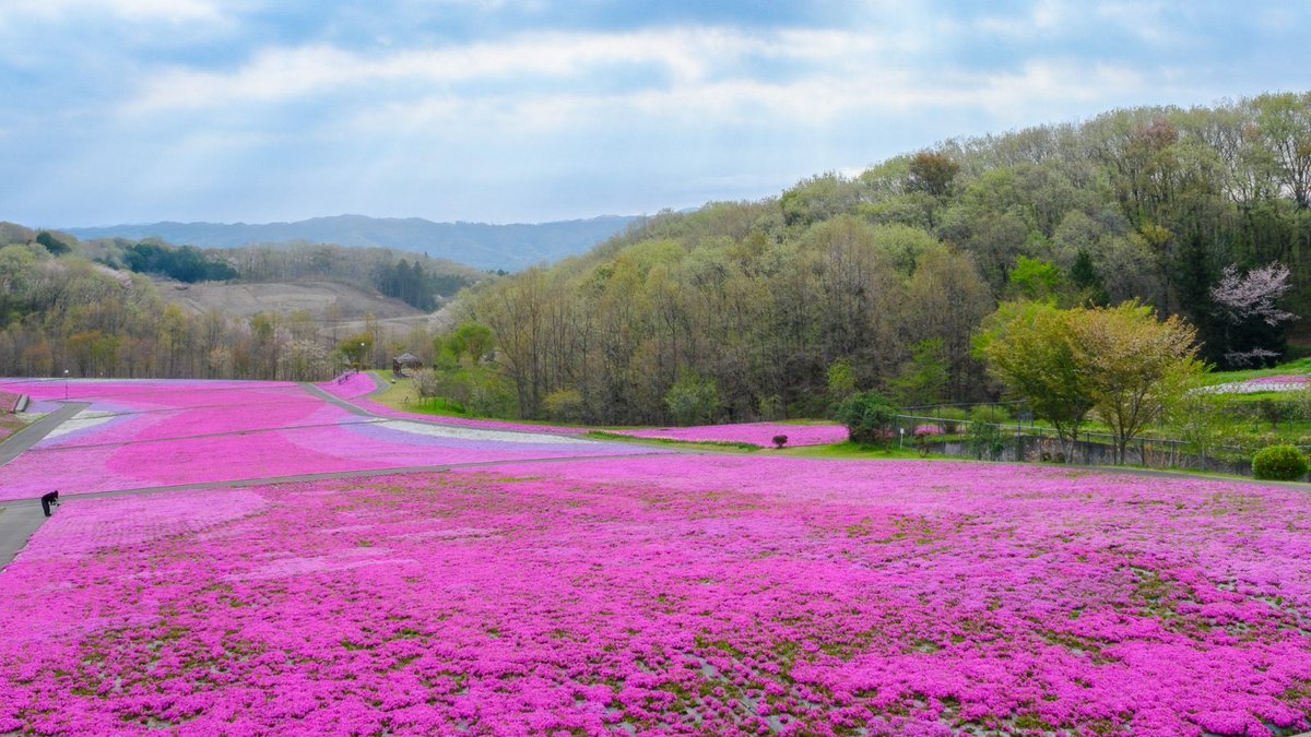 47base_jp's tweet photo. 市貝町芝ざくら公園の芝桜が見頃！
まるでピンクの絨毯🌸
20万株もの芝ざくらが咲き誇る光景はまさに圧巻👀国内最大級のスケール！
小貝川の流れをイメージしたというパッチワークのような模様は、展望台から見下ろすとその全貌がくっきり！
地上で近くから見るのとはまた違った感動がありました🫶 https://t.co/N2MnGlZHXS