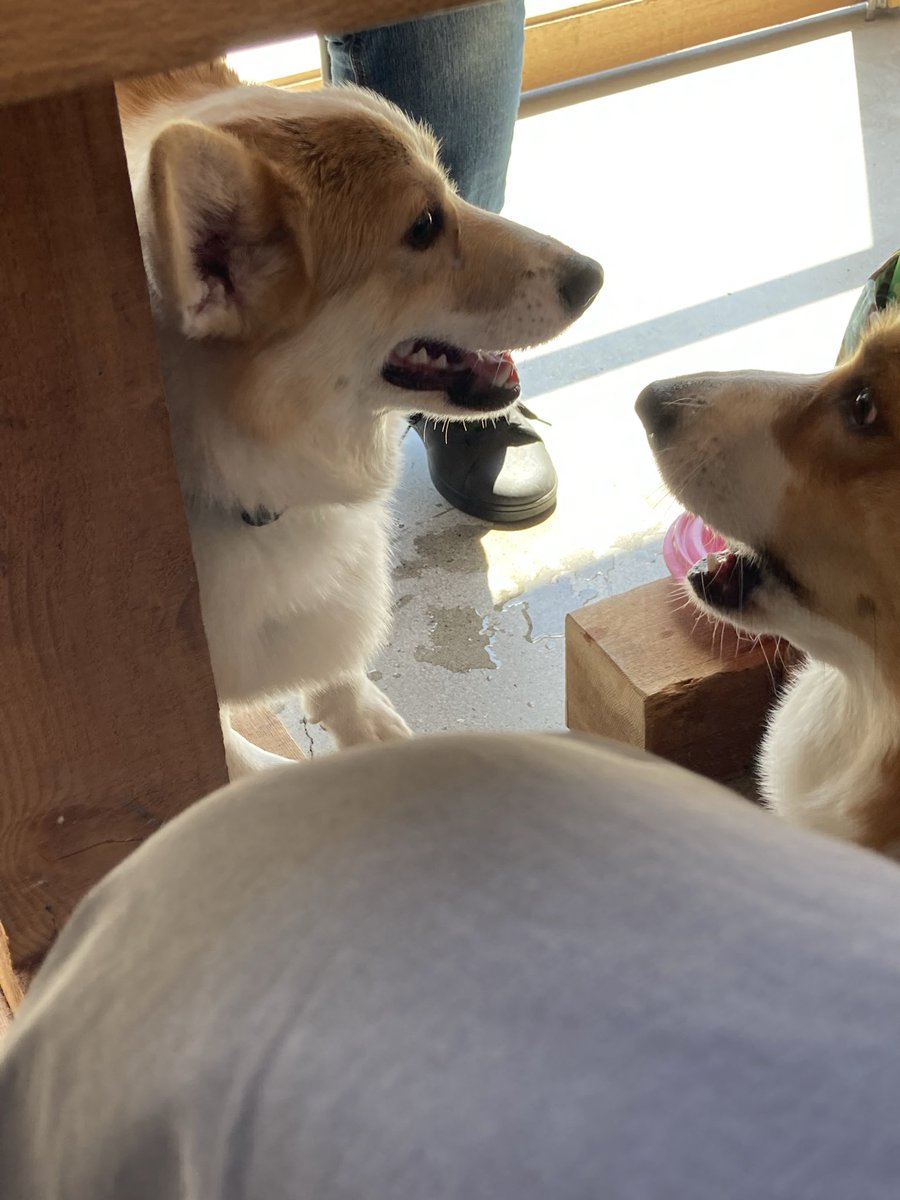 ぽてはは tweet media