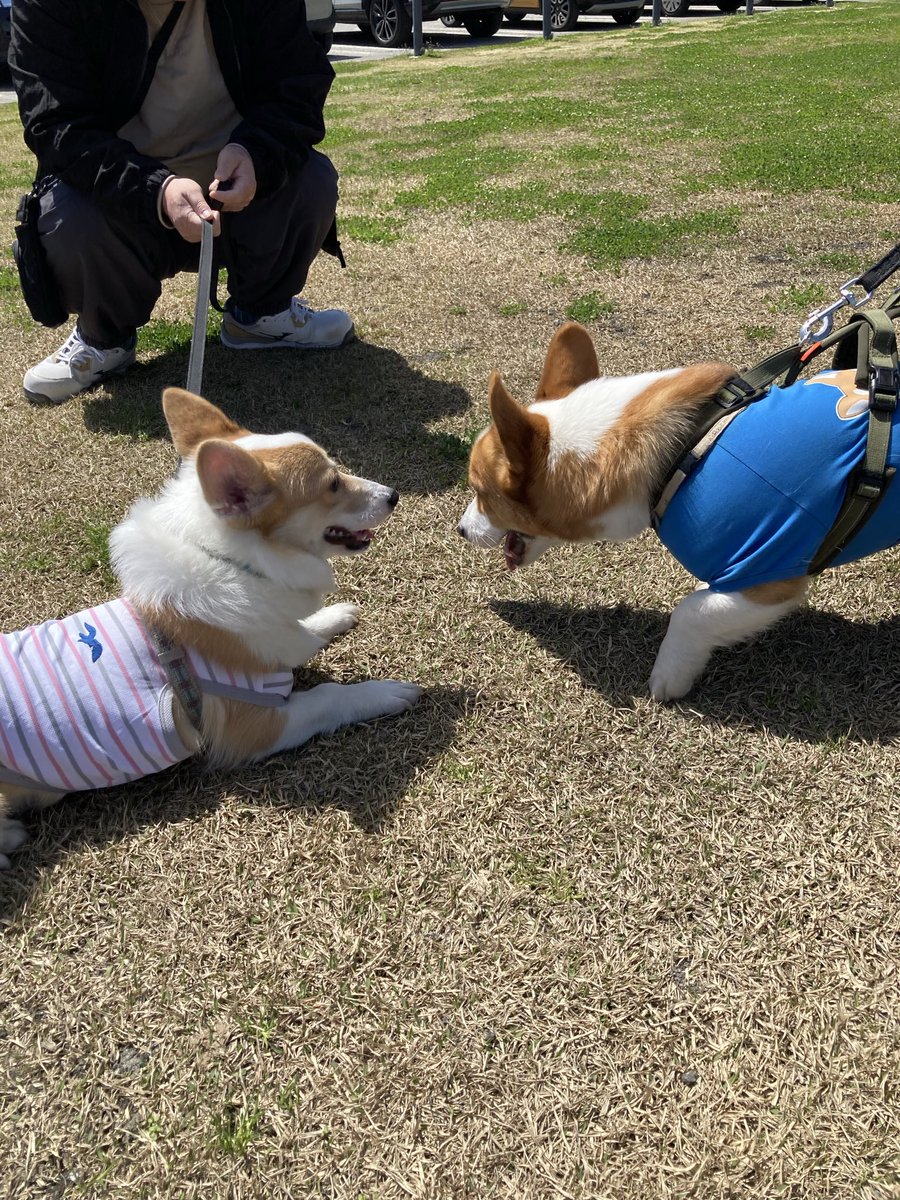 ぽてはは tweet media